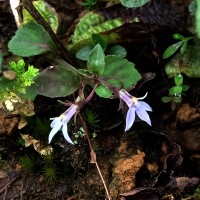 Lobelia heyneana Schult.